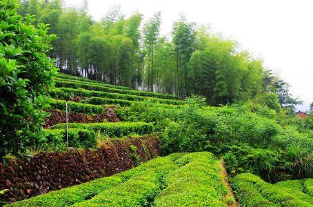 QILAN OOLONG TEA